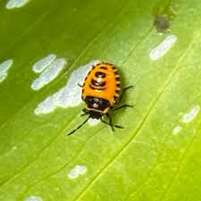 Attēlu rezultāti vaicājumam “Eurydema dominulus imago”