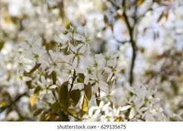 Attēlu rezultāti vaicājumam “Amelanchier spicata flower”