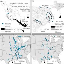 Image result for Cycleptus elongatus