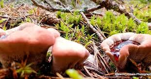 Attēlu rezultāti vaicājumam “Hydnellum ferrugineum”