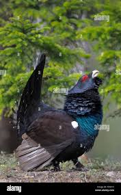 Attēlu rezultāti vaicājumam “Tetrao urogallus male”