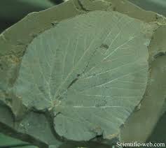 Attēlu rezultāti vaicājumam “Tilia platyphyllos subsp. platyphyllos”