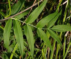 Attēlu rezultāti vaicājumam “Sium latifolium fruit”