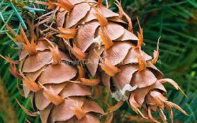 Attēlu rezultāti vaicājumam “Pseudotsuga menziesii fruit”