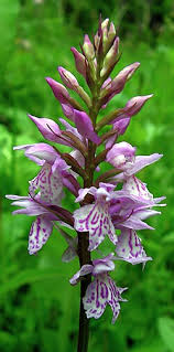 Attēlu rezultāti vaicājumam “Dactylorhiza maculata leaf”