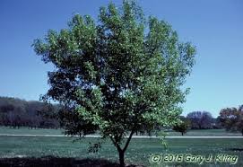 Attēlu rezultāti vaicājumam “Acer tataricum subsp. ginnala”