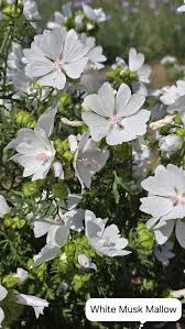 Image result for Malva moschata alba