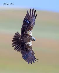 Attēlu rezultāti vaicājumam “Circus aeruginosus adult”