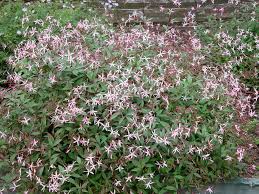 Attēlu rezultāti vaicājumam “Gillenia trifoliata”