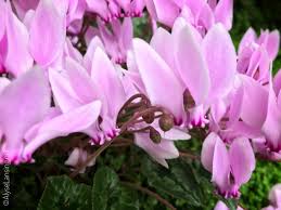 Attēlu rezultāti vaicājumam “Cyclamen hederifolium”