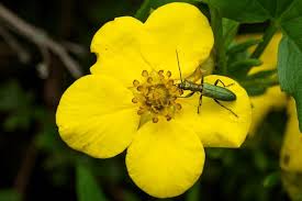 Attēlu rezultāti vaicājumam “Chrysanthia viridissima”