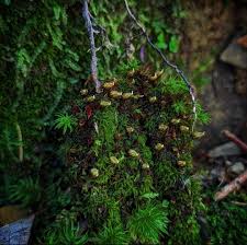 Attēlu rezultāti vaicājumam “Lejeunea cavifolia”
