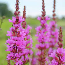 Image result for Blutweiderich