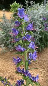 Attēlu rezultāti vaicājumam “Echium vulgare flower”