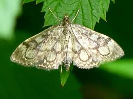 Attēlu rezultāti vaicājumam “Anania coronata”