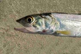 Image result for Elops saurus