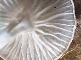 Attēlu rezultāti vaicājumam “Stemonitopsis hyperopta var. landewaldii stalked”