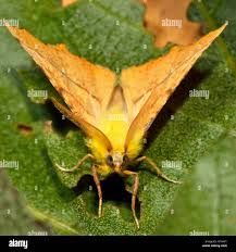 Attēlu rezultāti vaicājumam “Ennomos alniaria”