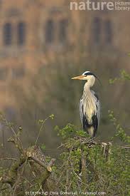 Attēlu rezultāti vaicājumam “Ardea cinerea adult”