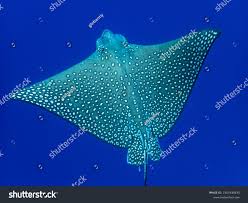 Image result for Aetobatus ocellatus