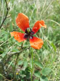 Attēlu rezultāti vaicājumam “Papaver argemone flower”