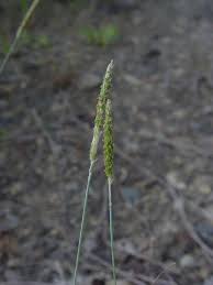 Attēlu rezultāti vaicājumam “Alopecurus aequalis flower”