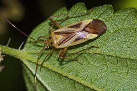 Attēlu rezultāti vaicājumam “Adelphocoris quadripunctatus”