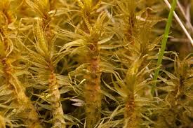 Attēlu rezultāti vaicājumam “| Dicranum”