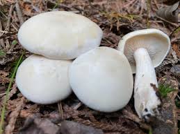 Attēlu rezultāti vaicājumam “Nectria episphaeria”