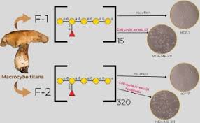 Image result for macrocybe titans