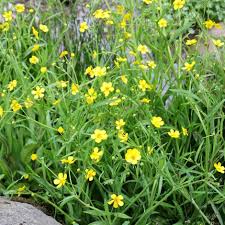 Attēlu rezultāti vaicājumam “Ranunculus flammula flower”