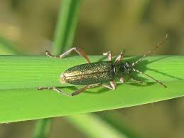 Attēlu rezultāti vaicājumam “Donacia clavipes”