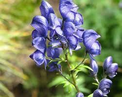 Image result for Aconitum napellus