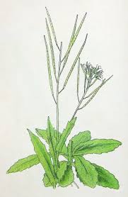 Attēlu rezultāti vaicājumam “Arabis hirsuta”