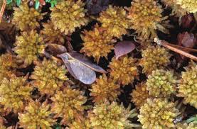 Attēlu rezultāti vaicājumam “Sphagnum wulfianum”