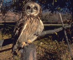 Attēlu rezultāti vaicājumam “Asio flammeus adult”