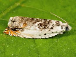 Attēlu rezultāti vaicājumam “Ancylis laetana”