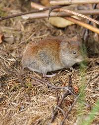 Attēlu rezultāti vaicājumam “Myodes glareolus”