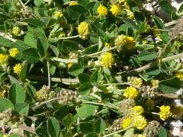 Attēlu rezultāti vaicājumam “Medicago lupulina”