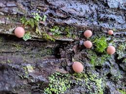 Attēlu rezultāti vaicājumam “Lycogala roseosporum”