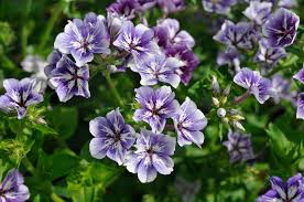 Image result for Phlox drummondii