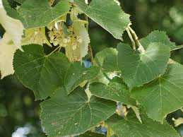 Attēlu rezultāti vaicājumam “Tilia x vulgaris”