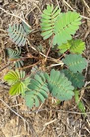 Image result for pohon semalu images