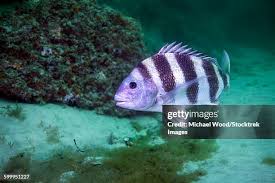 Image result for Archosargus probatocephalus