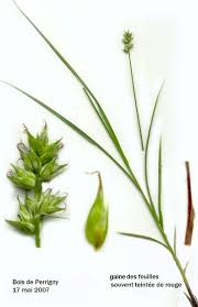 Attēlu rezultāti vaicājumam “Carex spicata”