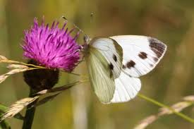 Attēlu rezultāti vaicājumam “Pieris napi female”