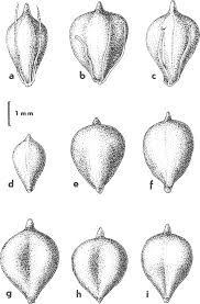 Attēlu rezultāti vaicājumam “Bolboschoenus maritimus”