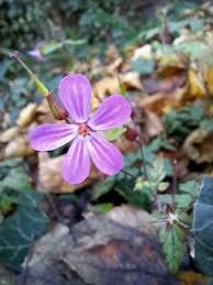 Attēlu rezultāti vaicājumam “Geranium robertianum flower”