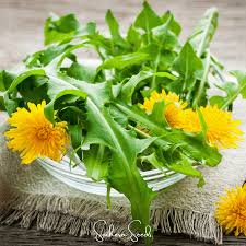 Attēlu rezultāti vaicājumam “Taraxacum suecicum leaf”