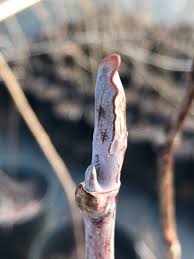 Attēlu rezultāti vaicājumam “Liriodendron tulipifera bud”